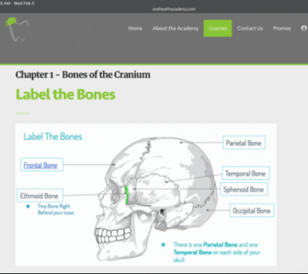 Anatomy of the Skull