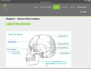 Anatomy of the Skull